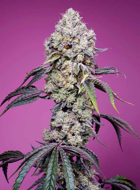 Sweet Seeds - Sweet Mandarine Zkittlez F1 Fast Version (fem.)