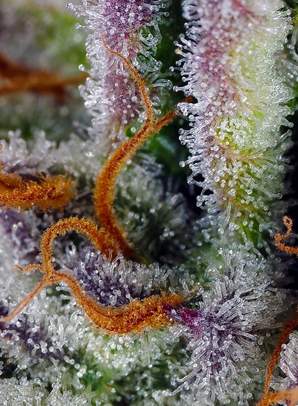 Sweet Seeds - Mimosa Bruce Banner XL Auto (auto/fem.)