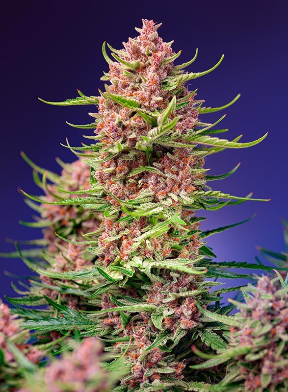 Sweet Seeds - Strawberry Cola Sherbet F1 Fast Version (fem.)