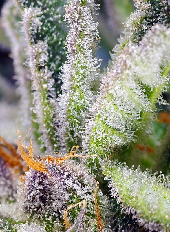 Sweet Seeds - Sweet Mandarine Zkittlez F1 Fast Version (fem.)