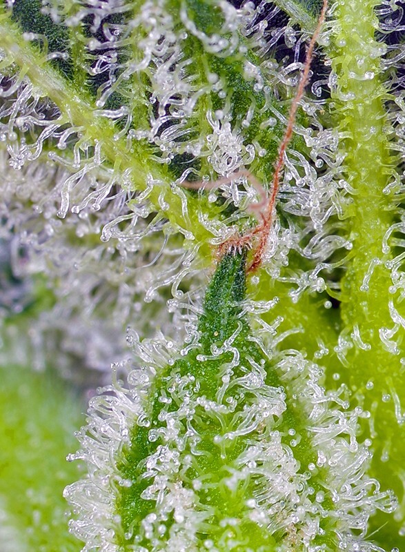 Sweet Seeds - Sweet Mandarine Zkittlez XL Auto (auto/fem.)