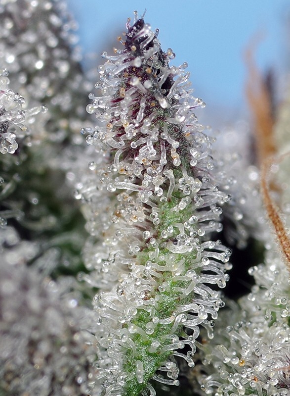 Sweet Seeds - Orange Apricot Glue XL Auto (auto/fem.)