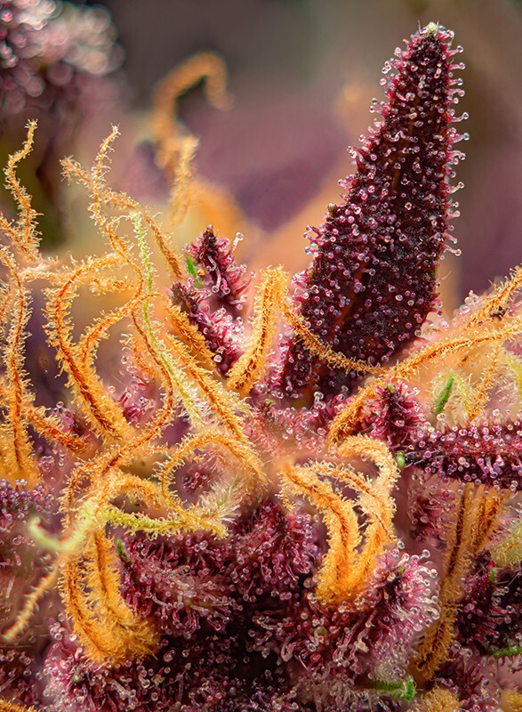 Sweet Seeds - Red Mimosa XL Auto (auto/fem.)