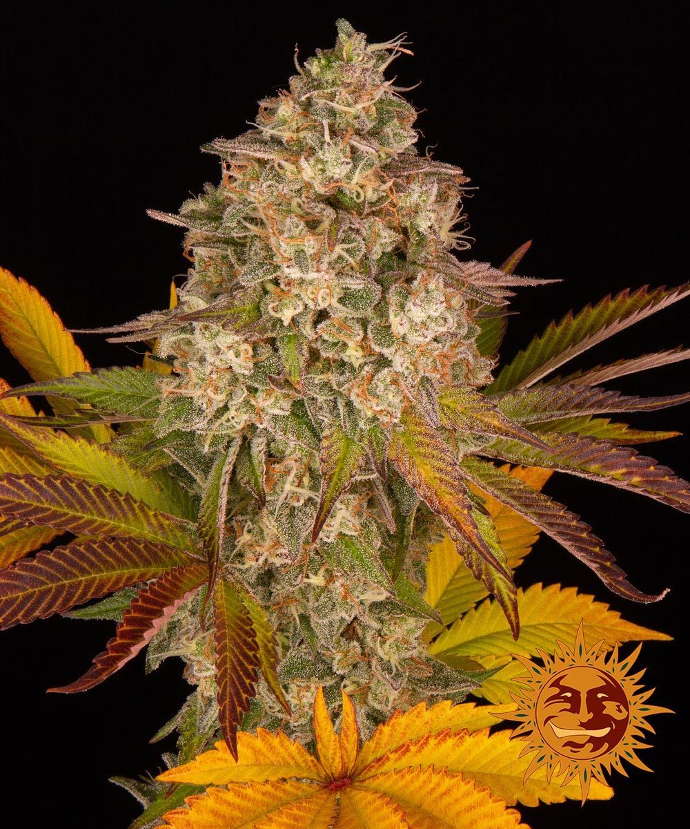 Barney's Farm - Cookies Kush Auto (auto/fem.)