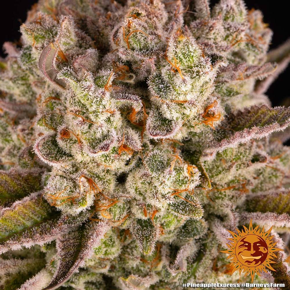 Barney's Farm - Pineapple Express (fem.)