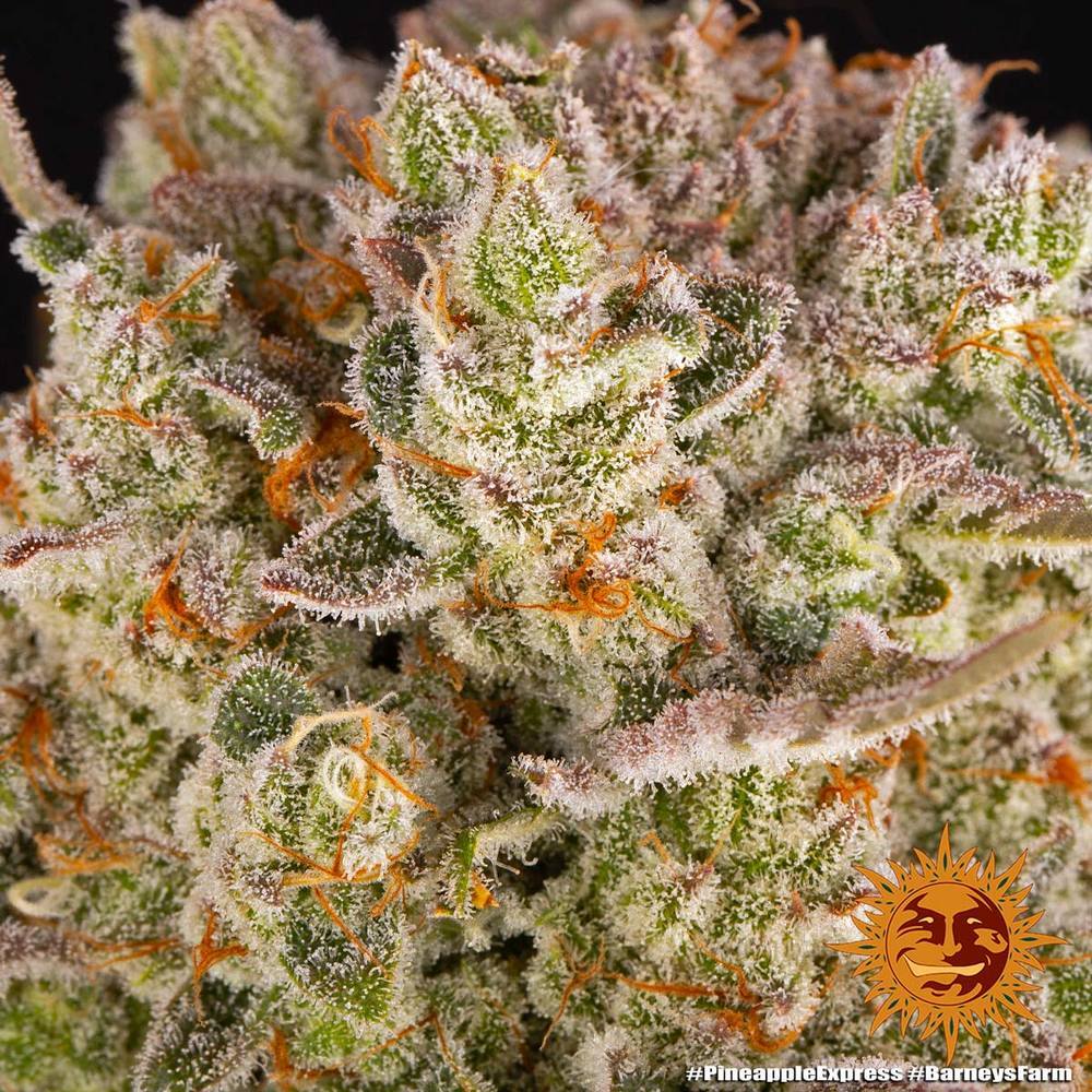Barney's Farm - Pineapple Express (fem.)