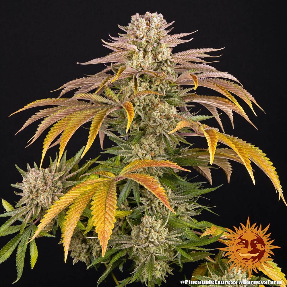 Barney's Farm - Pineapple Express (fem.)