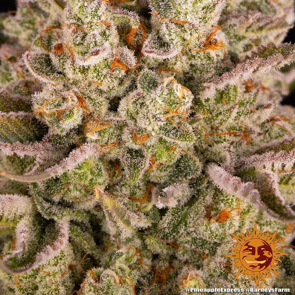 Barney's Farm - Pineapple Express (fem.)