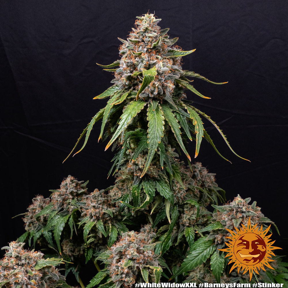 Barney's Farm - White Widow XXL (fem.)
