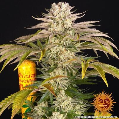 Barney's Farm - Pineapple Express (fem.) 09036