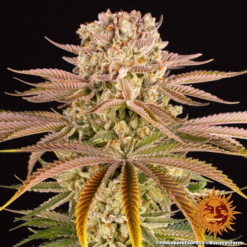 Barney's Farm - Pineapple Express (fem.)