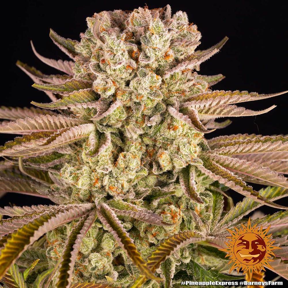 Barney's Farm - Pineapple Express (fem.)