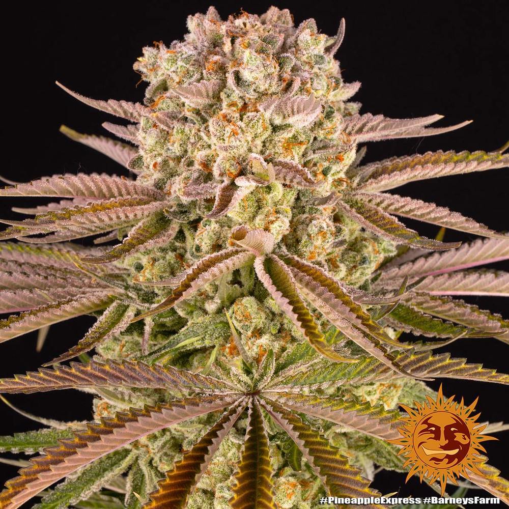 Barney's Farm - Pineapple Express (fem.)