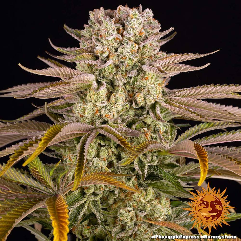 Barney's Farm - Pineapple Express (fem.)