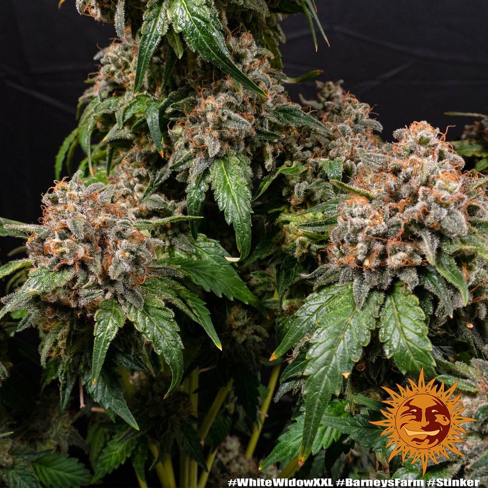 Barney's Farm - White Widow XXL (fem.)