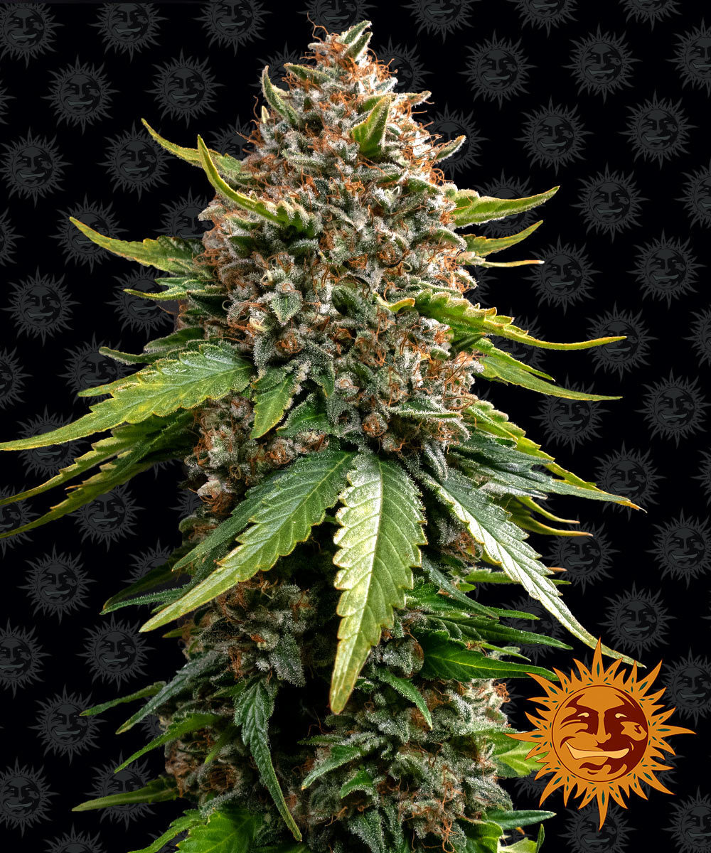 Barney's Farm - White Widow XXL Auto (auto/fem.)