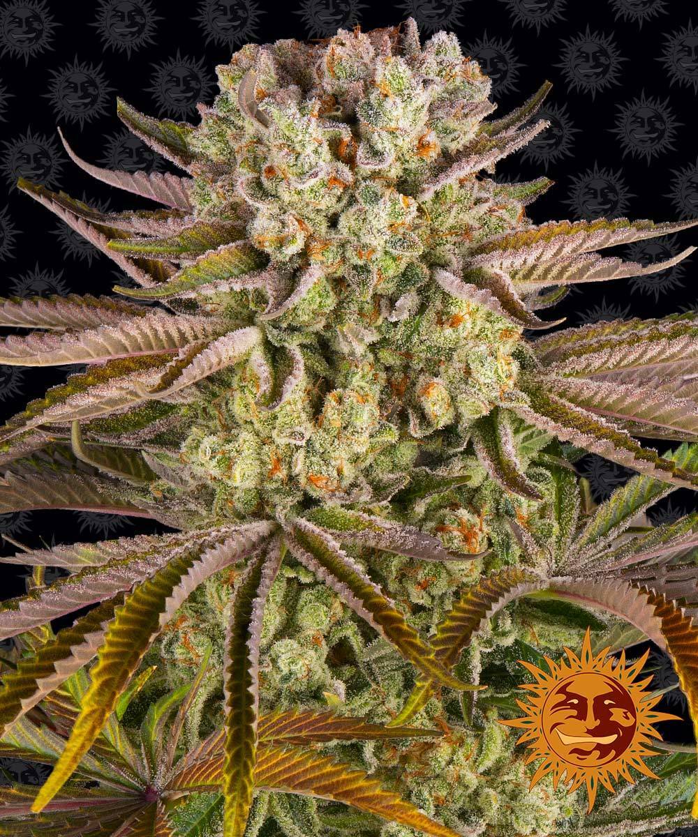 Barney's Farm - Pineapple Express (fem.)
