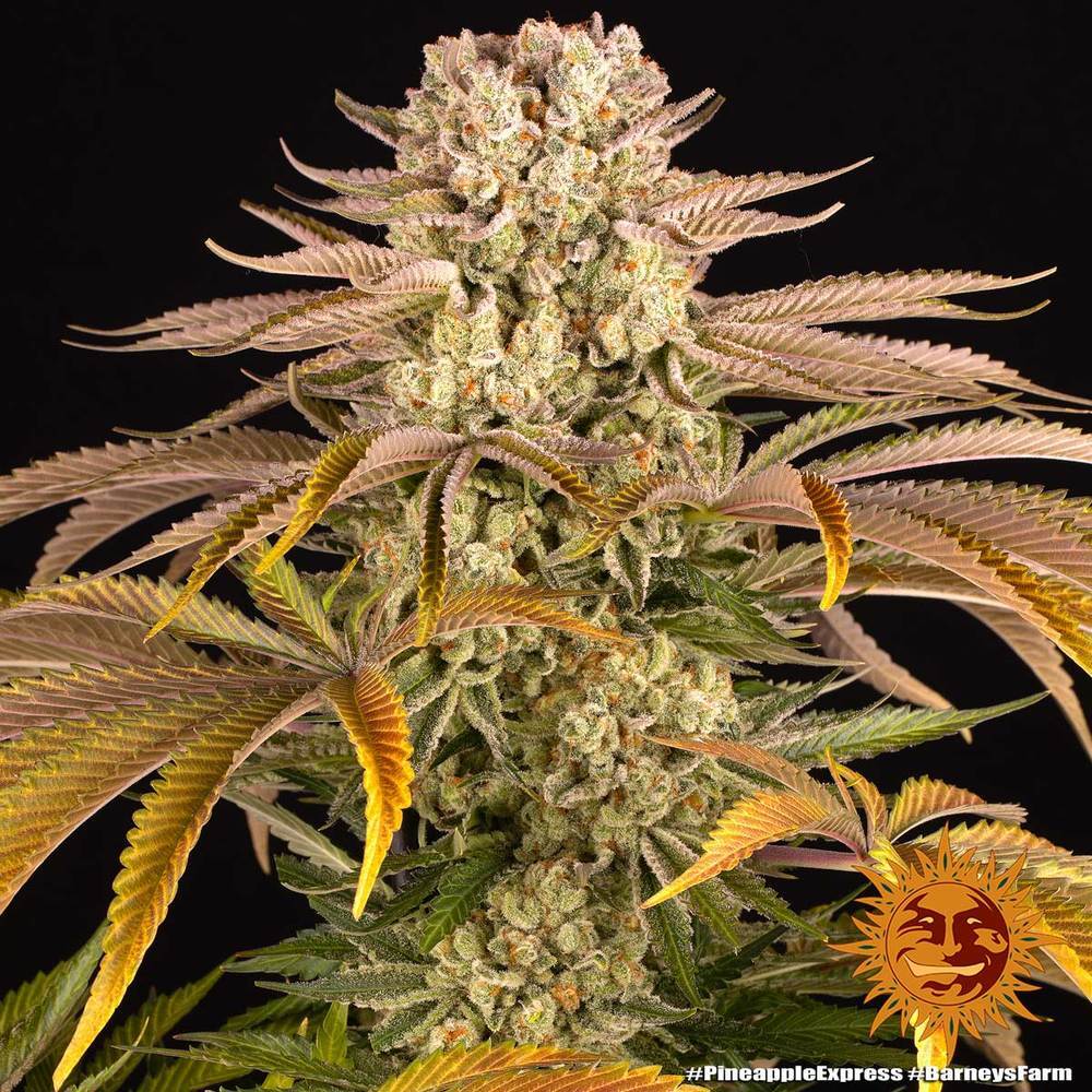 Barney's Farm - Pineapple Express (fem.)