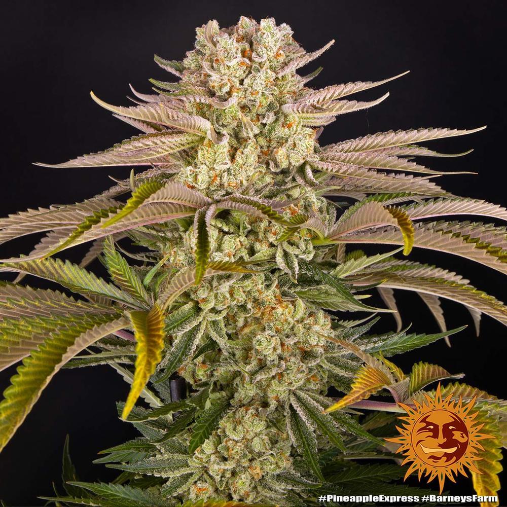 Barney's Farm - Pineapple Express (fem.)