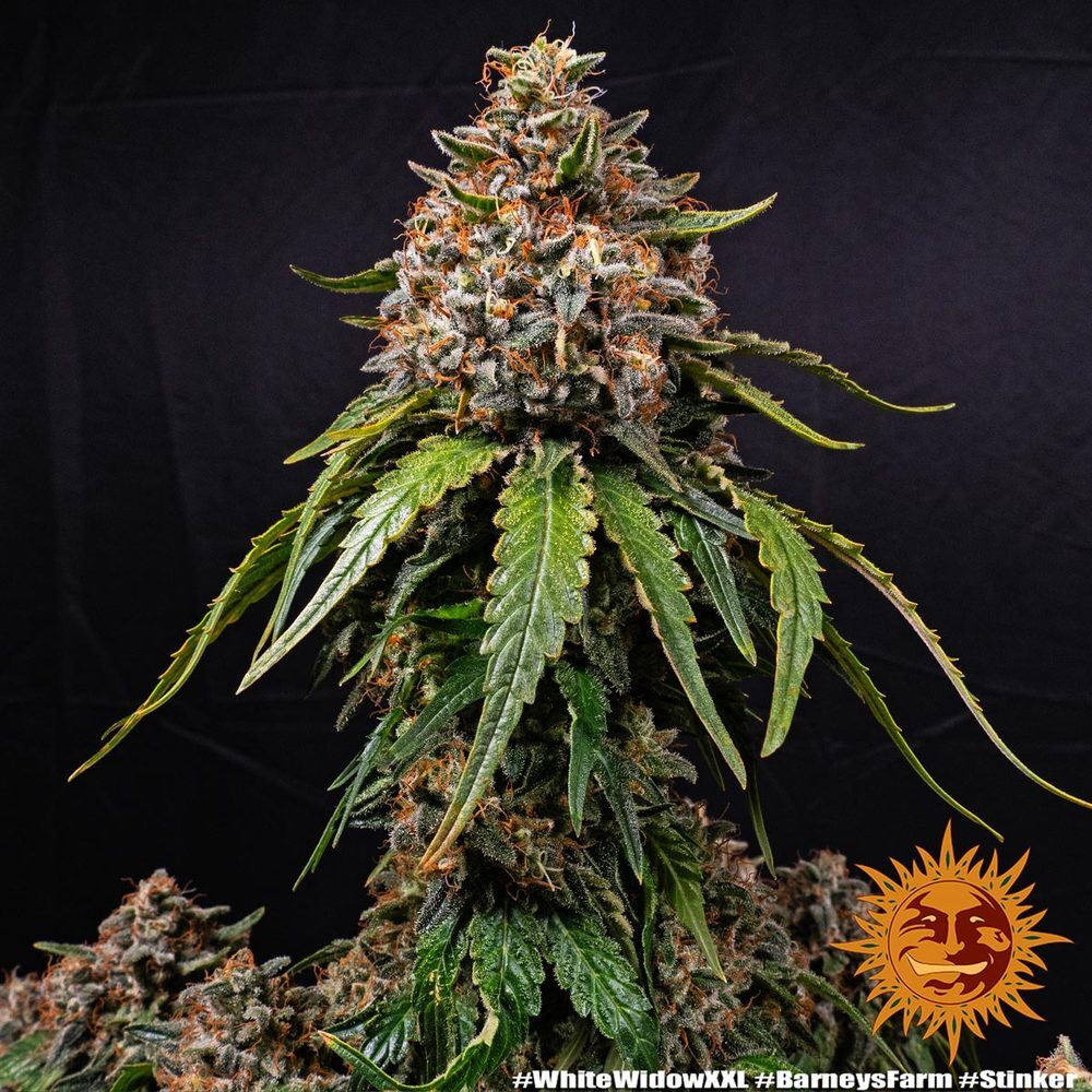 Barney's Farm - White Widow XXL (fem.)