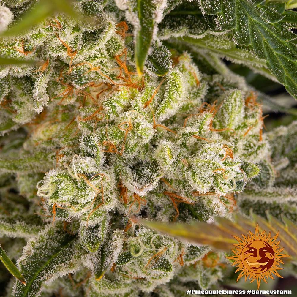 Barney's Farm - Pineapple Express (fem.)