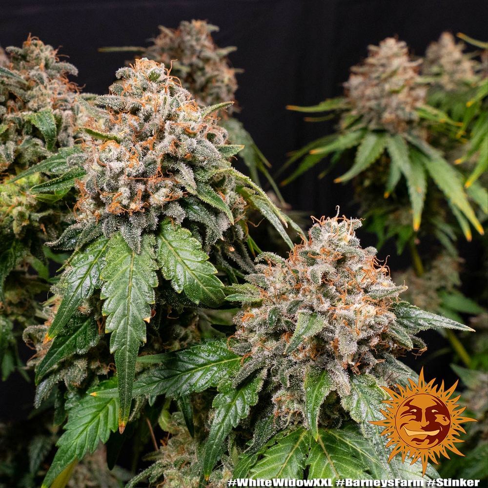 Barney's Farm - White Widow XXL (fem.)