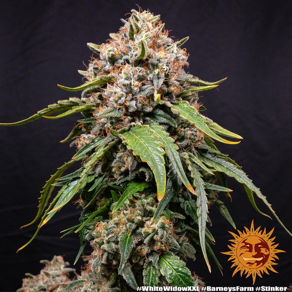 Barney's Farm - White Widow XXL (fem.)