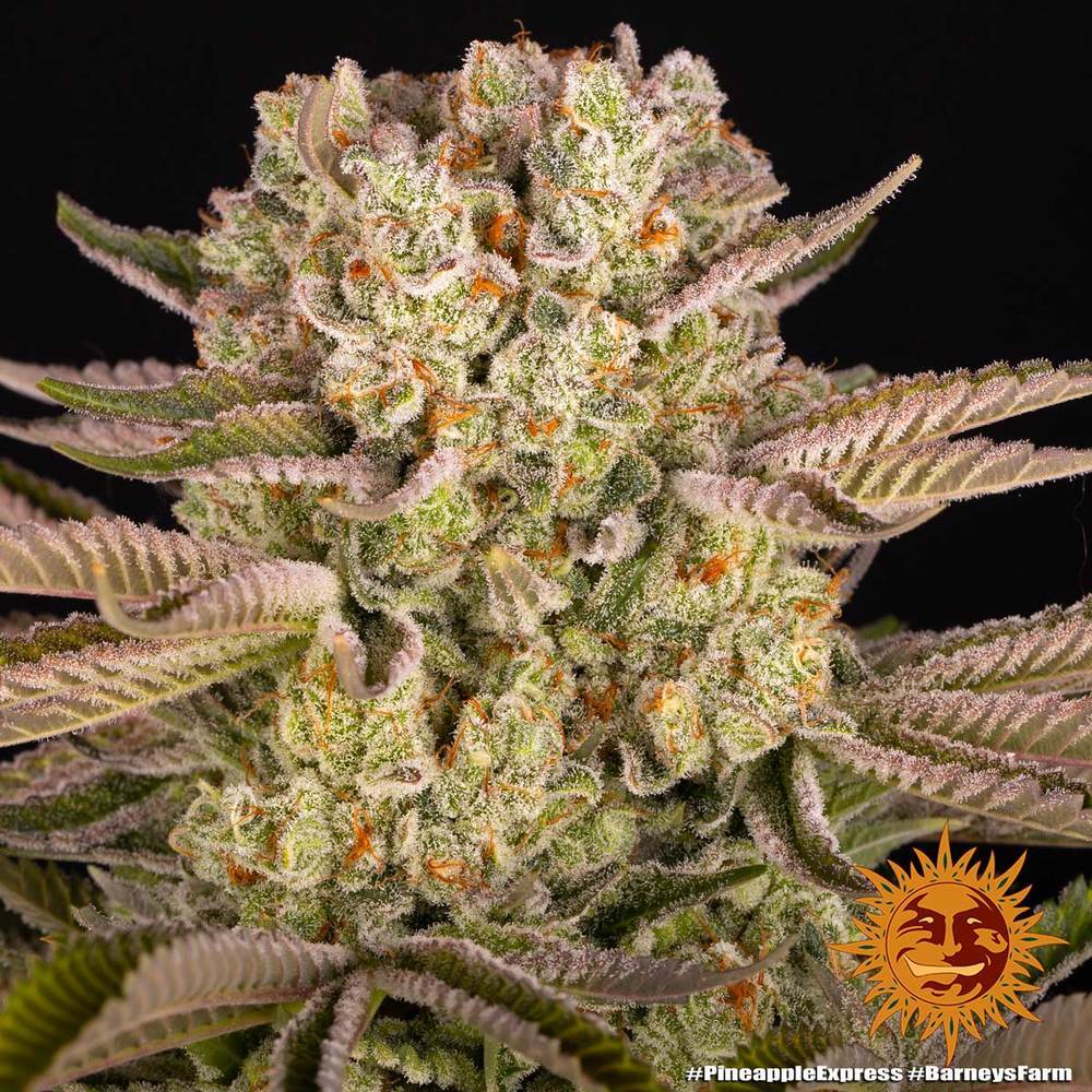 Barney's Farm - Pineapple Express (fem.)