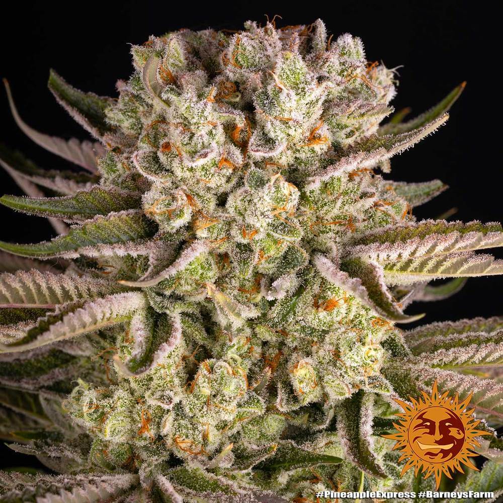 Barney's Farm - Pineapple Express (fem.)