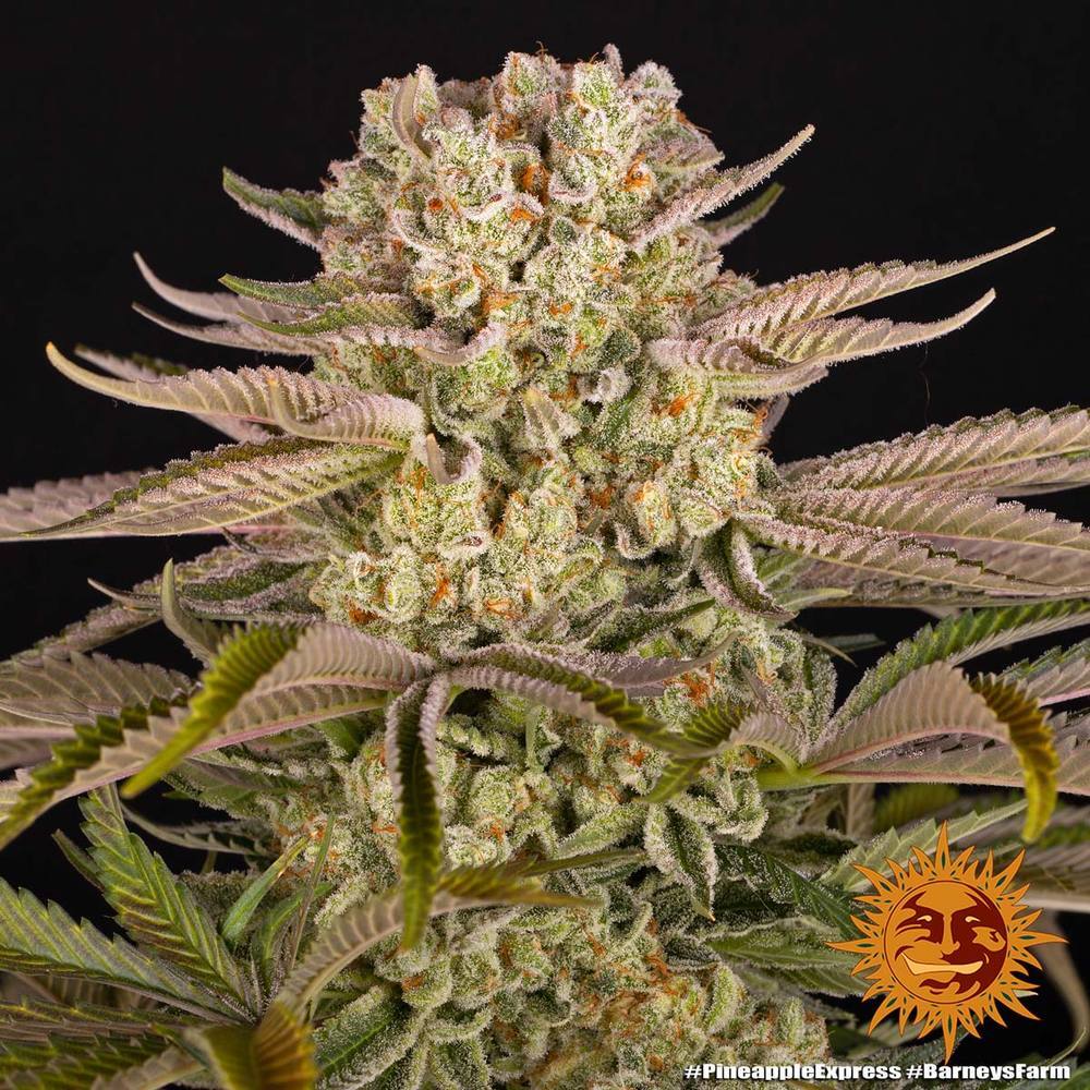Barney's Farm - Pineapple Express (fem.)