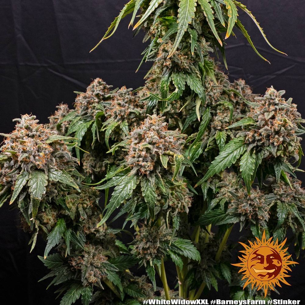 Barney's Farm - White Widow XXL (fem.)
