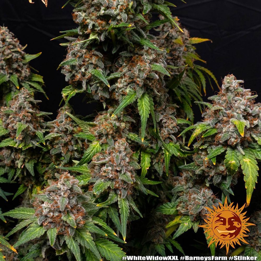 Barney's Farm - White Widow XXL (fem.)