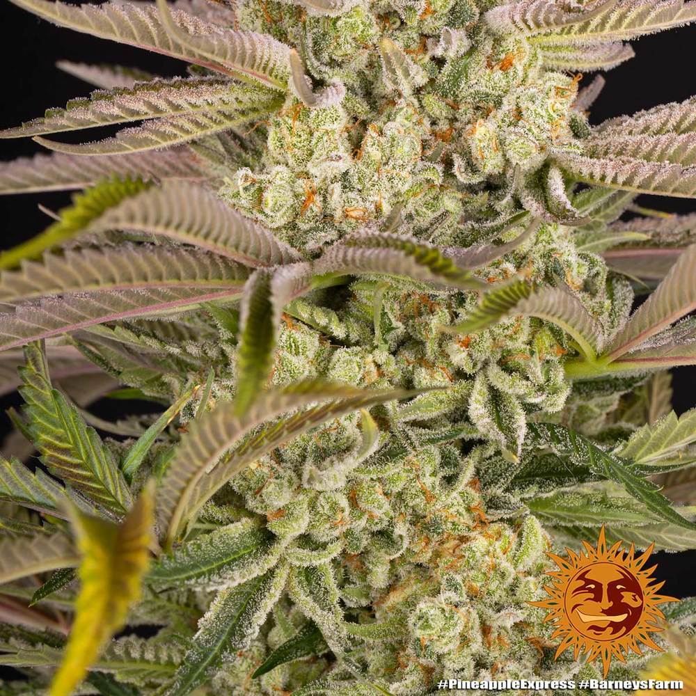 Barney's Farm - Pineapple Express (fem.)