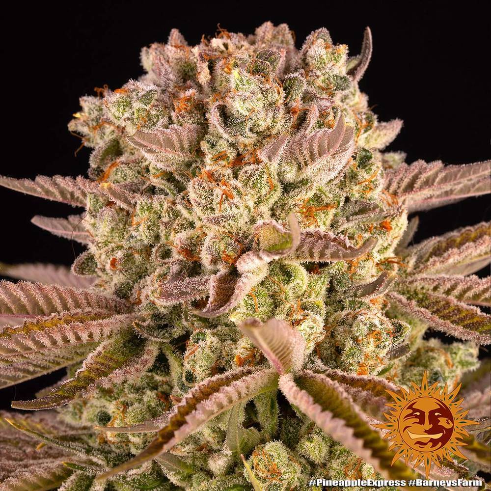 Barney's Farm - Pineapple Express (fem.)