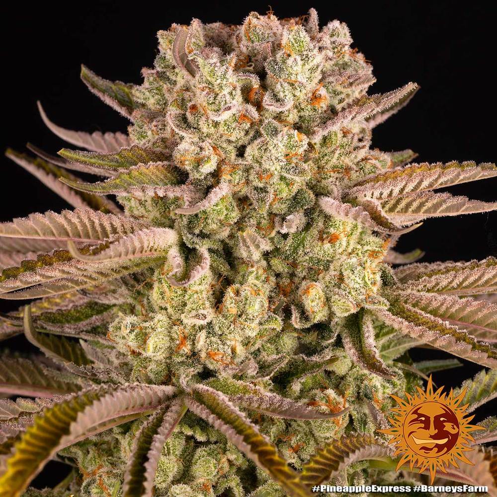 Barney's Farm - Pineapple Express (fem.)