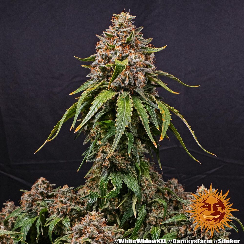 Barney's Farm - White Widow XXL (fem.)