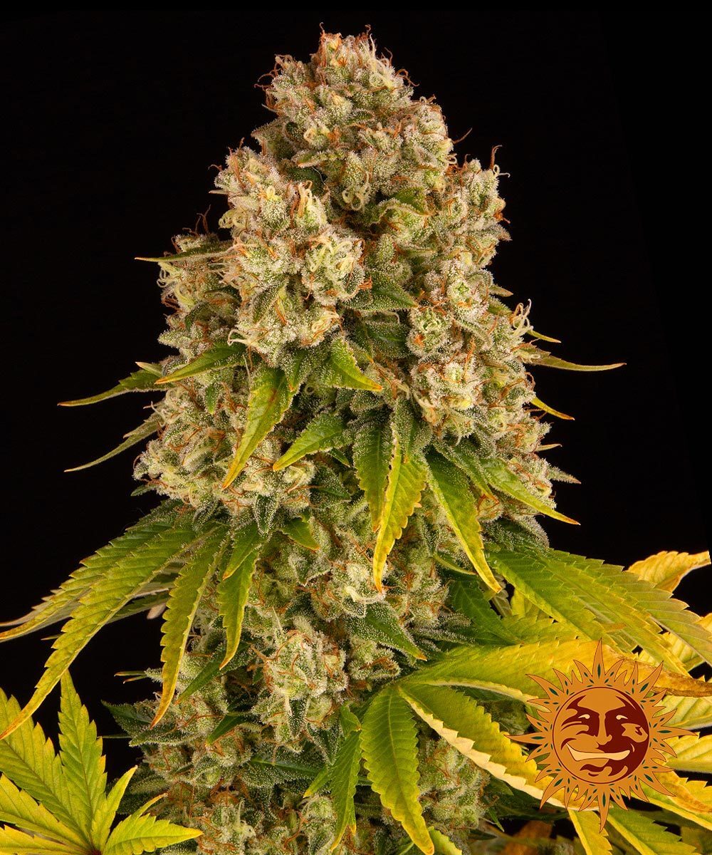Barney's Farm - Cheese Auto (auto/fem.)
