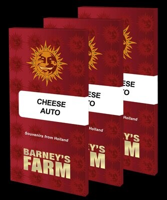 Barney's Farm - Cheese Auto (auto/fem.) 09047