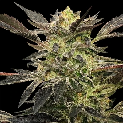 Silent Seeds (ex Dinafem) - Pink Sunset Auto by Sherbinskis (auto/fem.) 09049