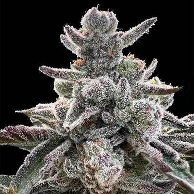 Silent Seeds (ex Dinafem) - Polar Gelato by Sherbinskis (fem.) 09050