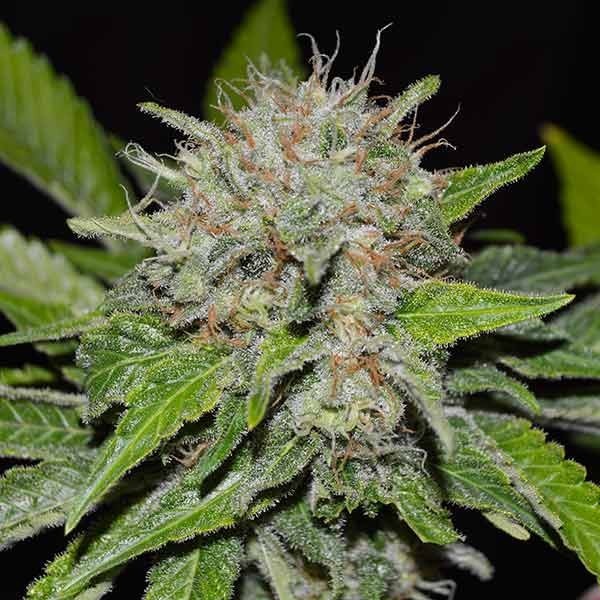 Delicious Seeds - Deep Mandarine (fem.)