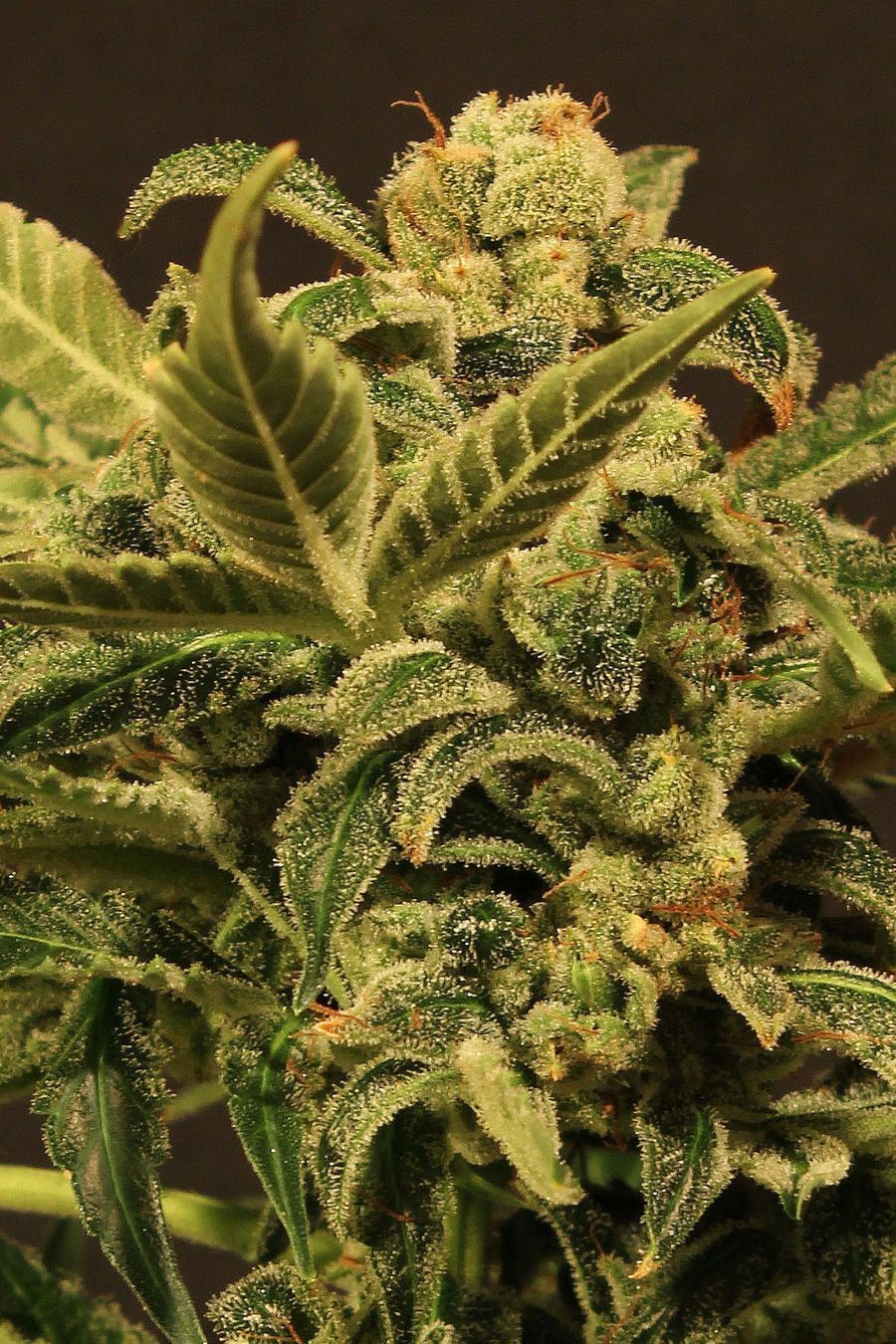 Exotic Seed - Russian Automatic (auto/fem.)