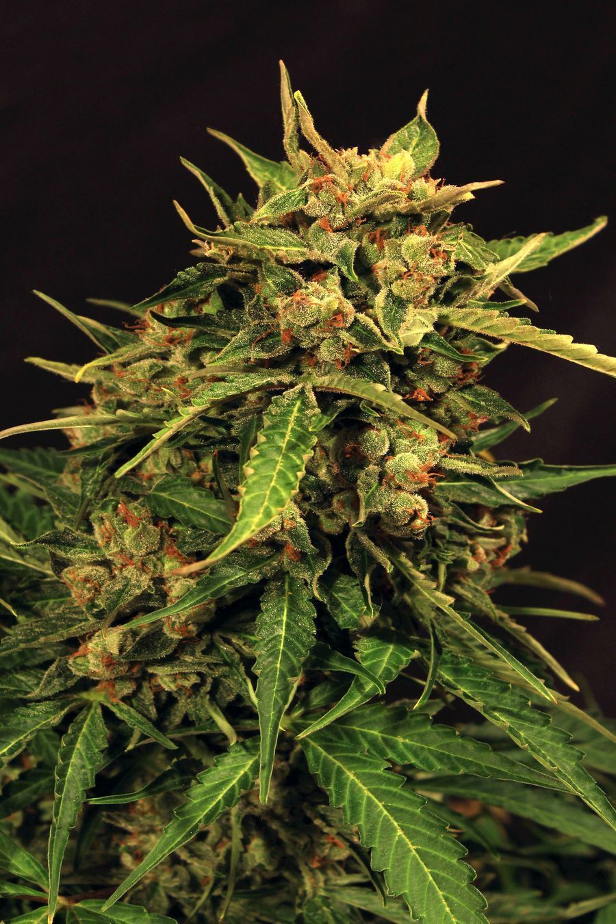 Exotic Seed - Russian Automatic (auto/fem.)