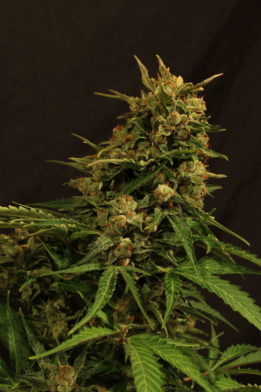 Exotic Seed - Russian Automatic (auto/fem.)