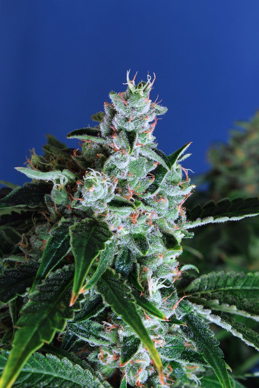 Exotic Seed - Sir Jack Auto (auto/fem.)