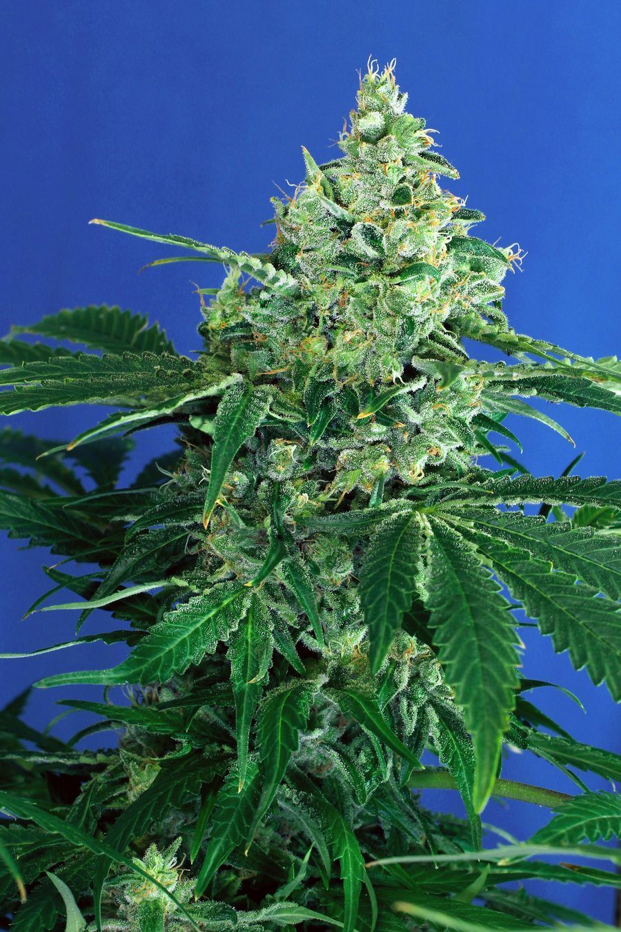Exotic Seed - Sir Jack Auto (auto/fem.)