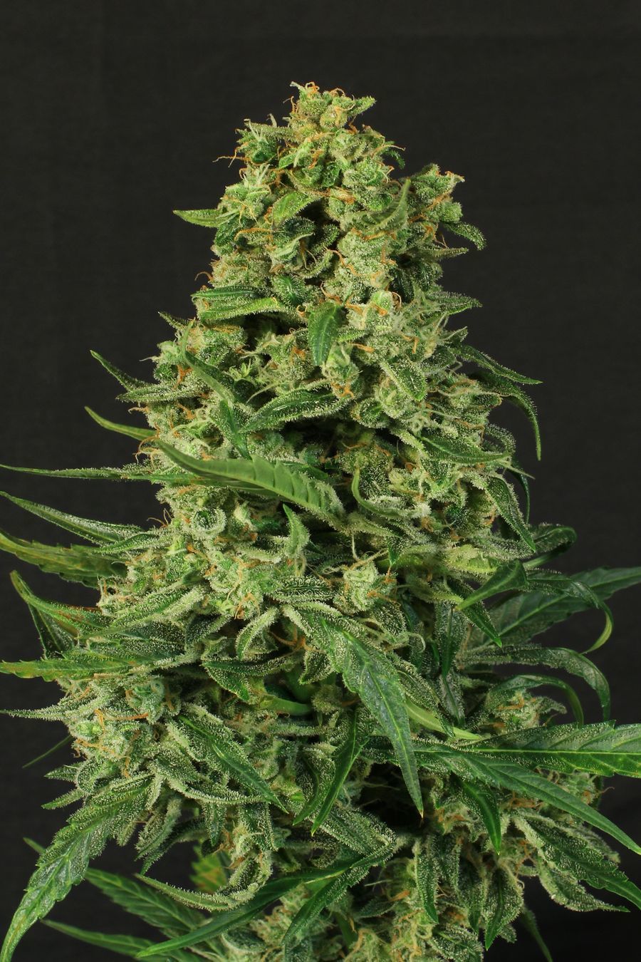 Exotic Seed - Sir Jack Auto (auto/fem.)