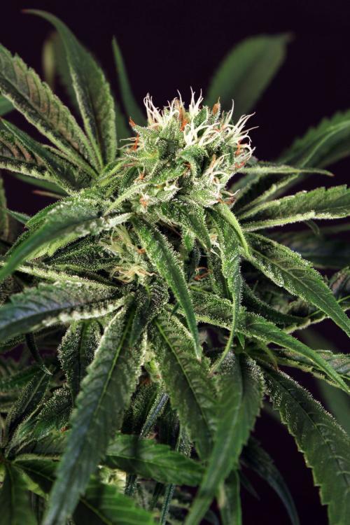 Exotic Seed - Amnesia #7 (fem.)