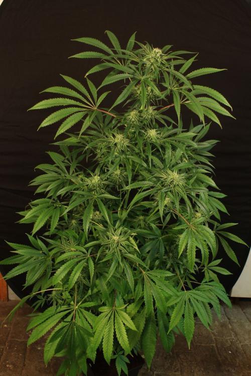 Exotic Seed - Amnesia #7 (fem.)