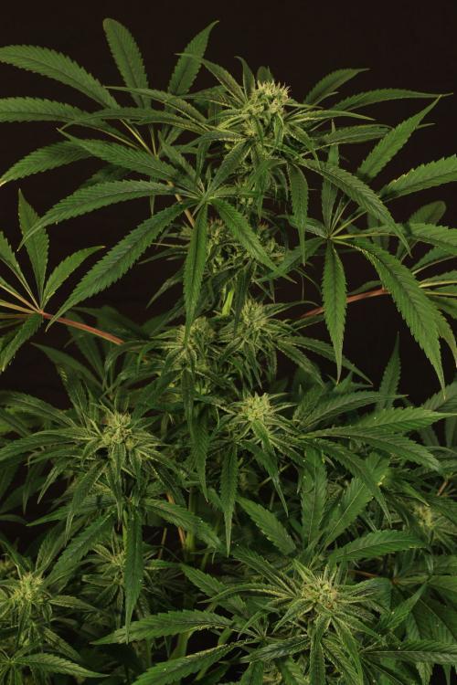 Exotic Seed - Amnesia #7 (fem.)